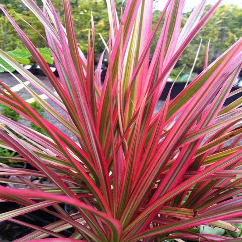 Dracaena Colorama leaves.