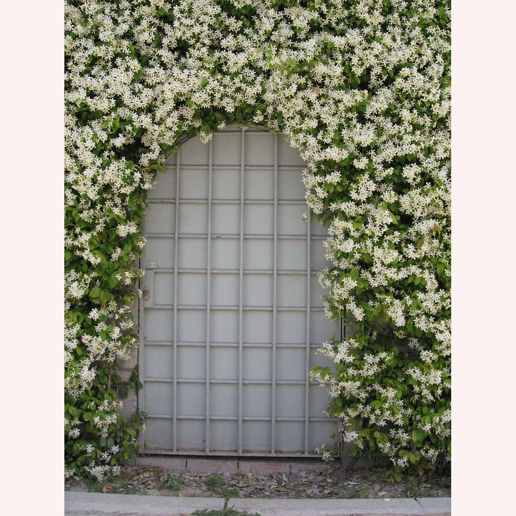 Confederate Jasmine Green on a trellis.