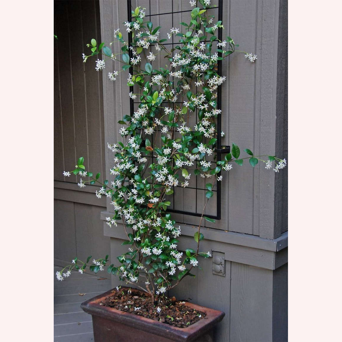Vining Confederate Jasmine Green with white flowers.