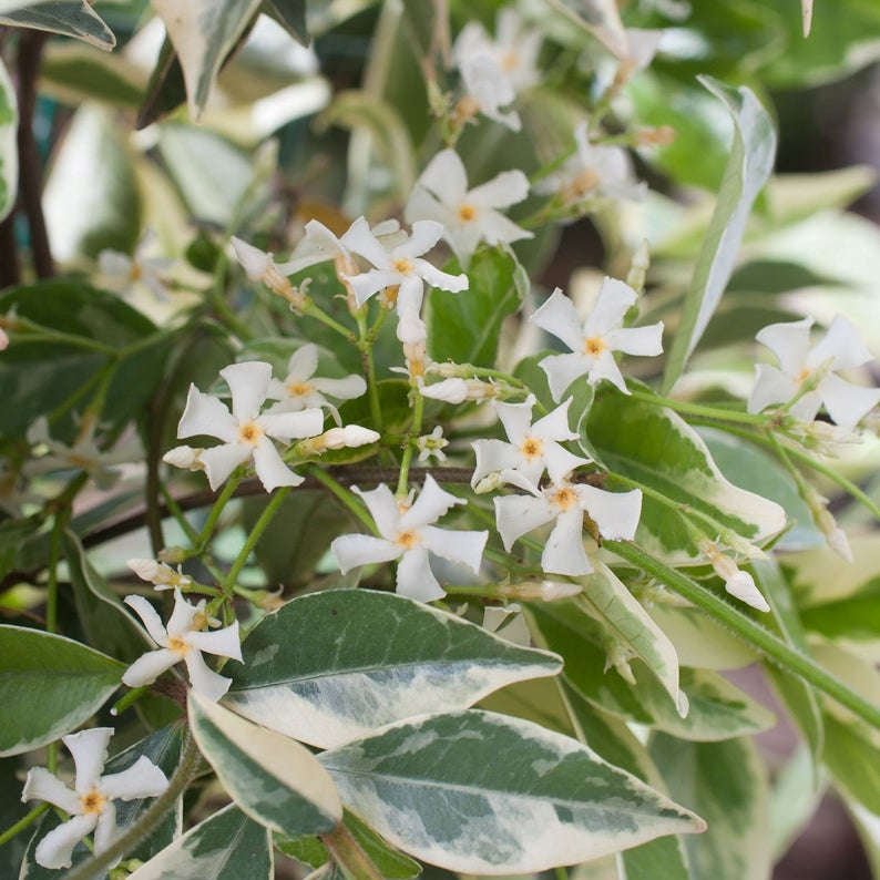 Variegated Confederate Jasmine with white flowers.
