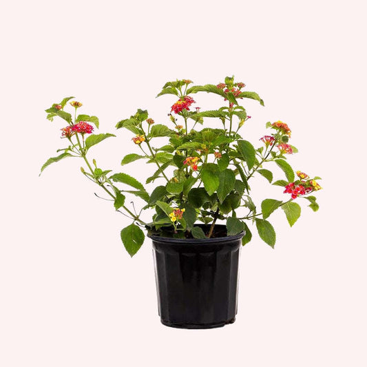 Confetti Lantana, 6" Pot, Multicolor Blooms