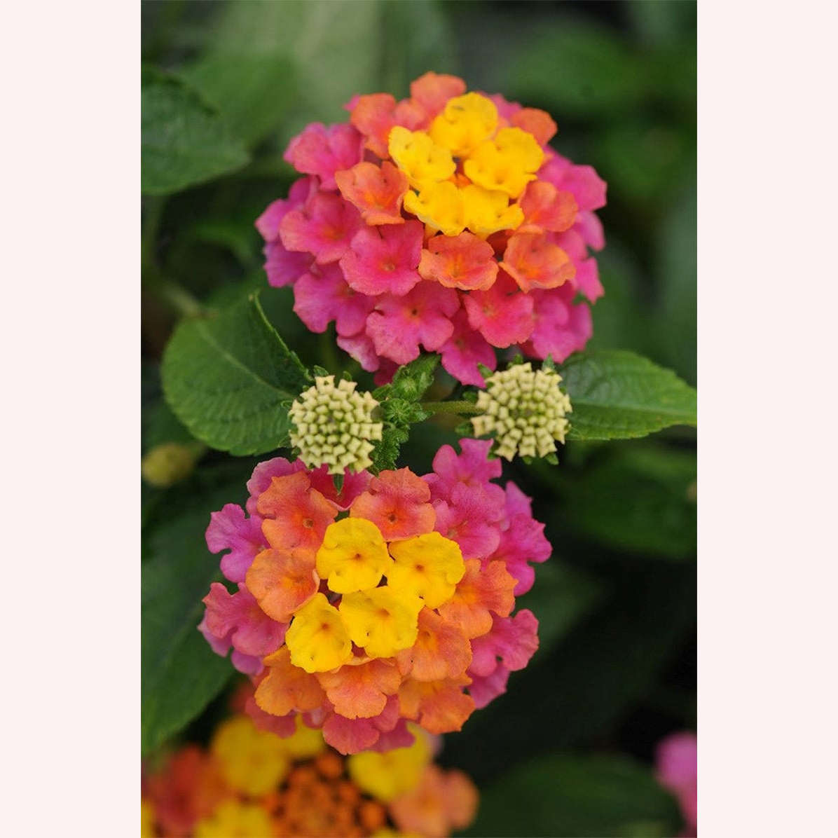 Confetti Lantana, 6" Pot, Multicolor Blooms