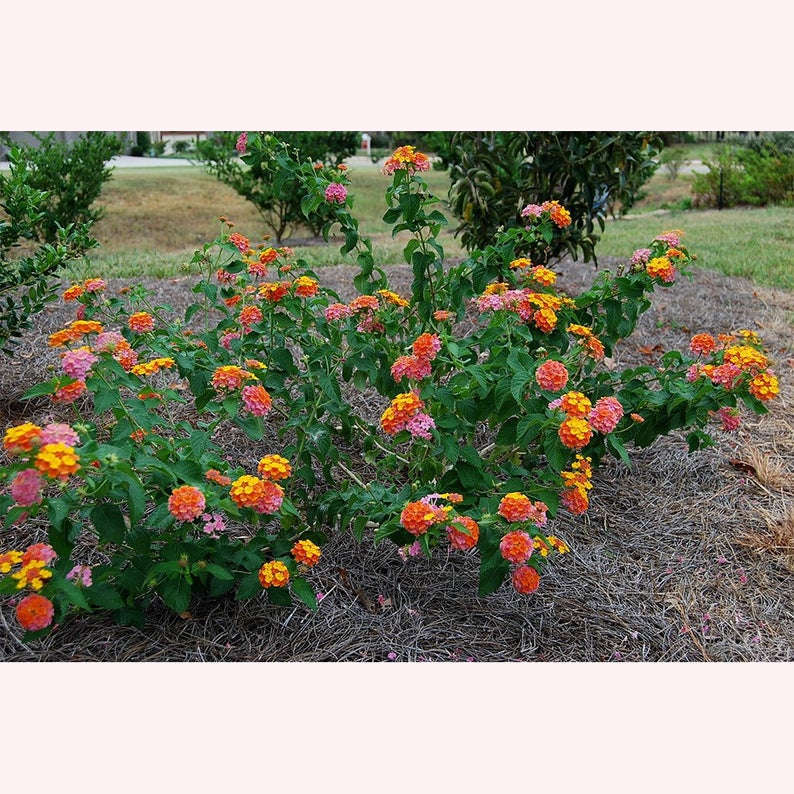 Confetti Lantana, 6" Pot, Multicolor Blooms