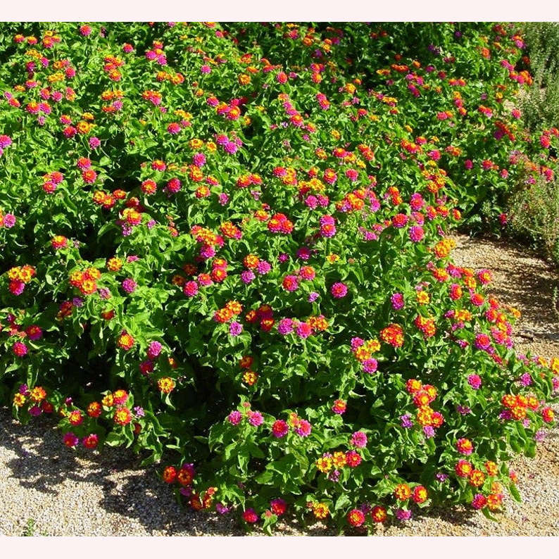 Confetti Lantana, 6" Pot, Multicolor Blooms