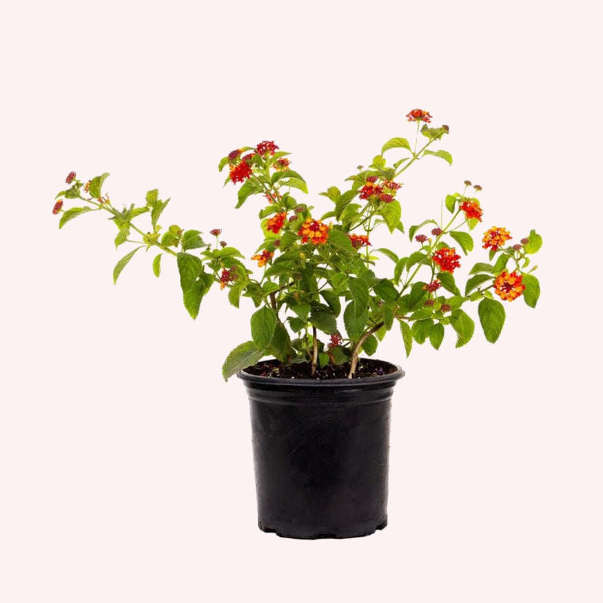 Dallas Red Lantana in a 6" pot.