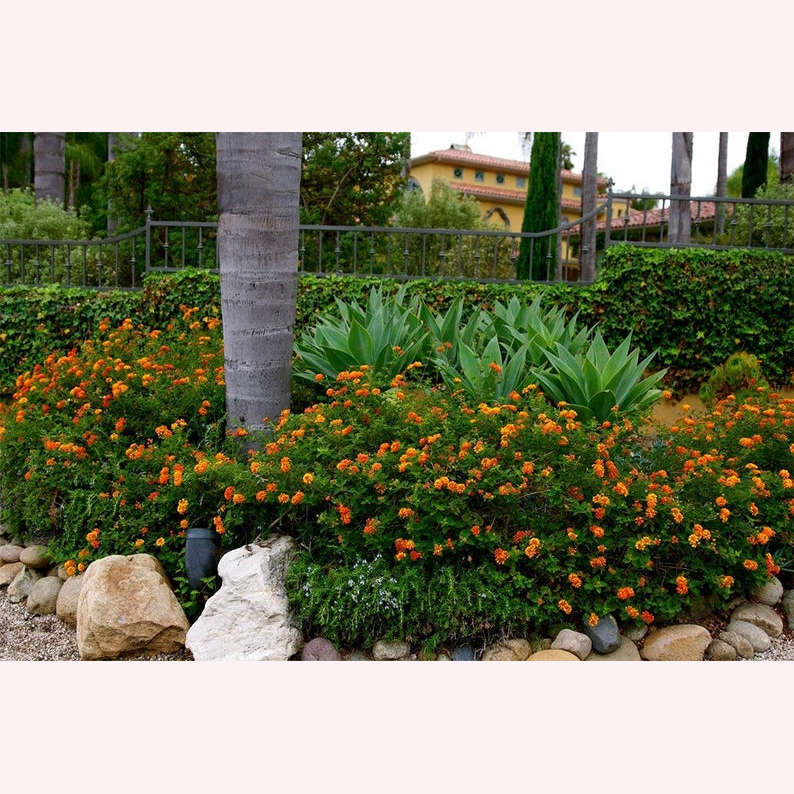 Dallas Red Lantana plants.