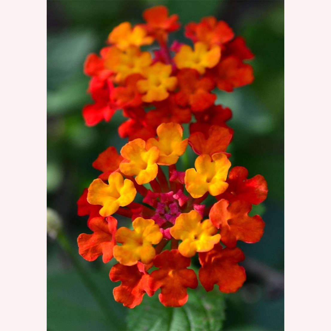 Dallas Red Lantana flowers.