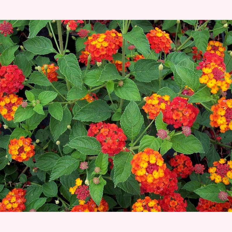 Dallas Red Lantana flowers.