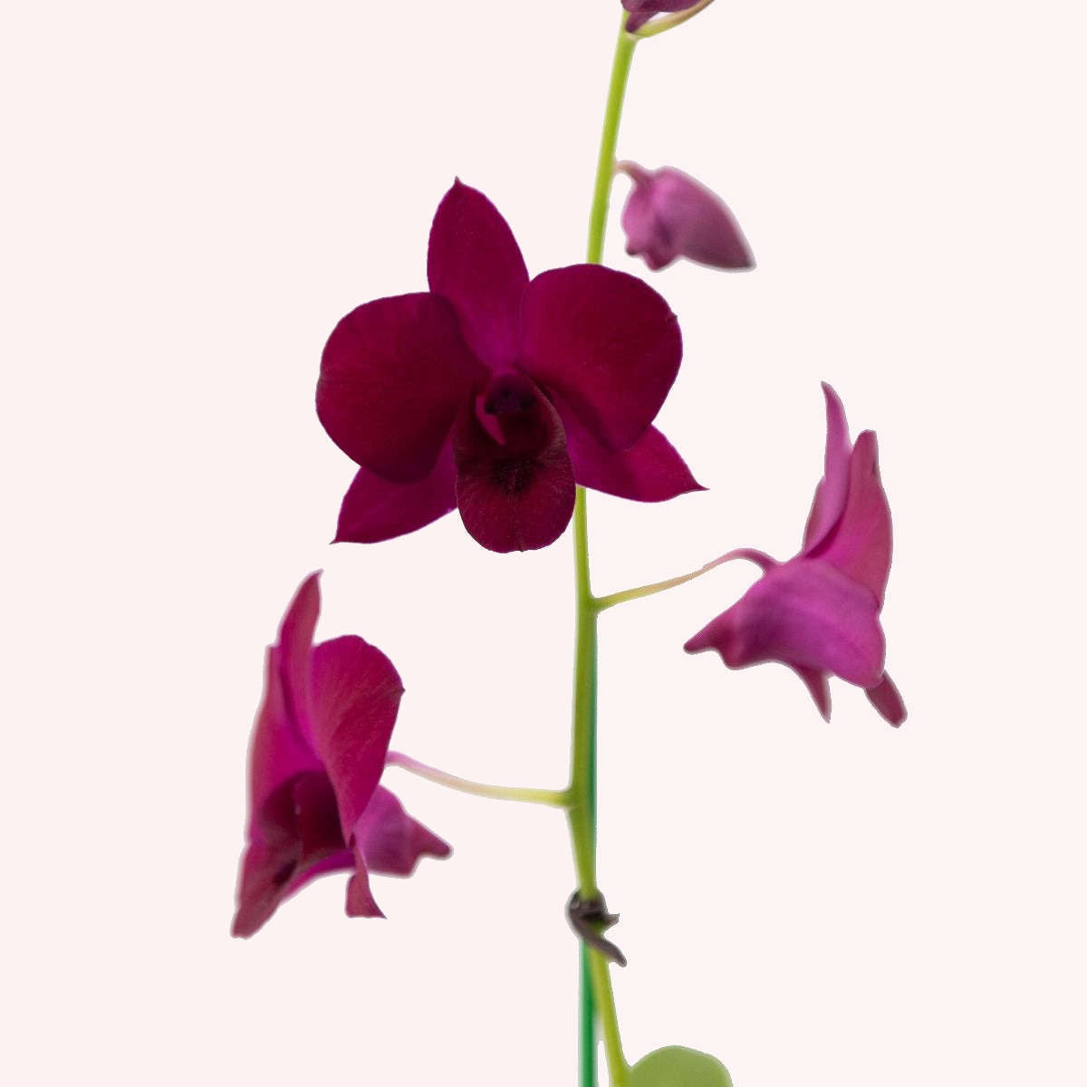 Purple Dendrobium Orchid leaves.