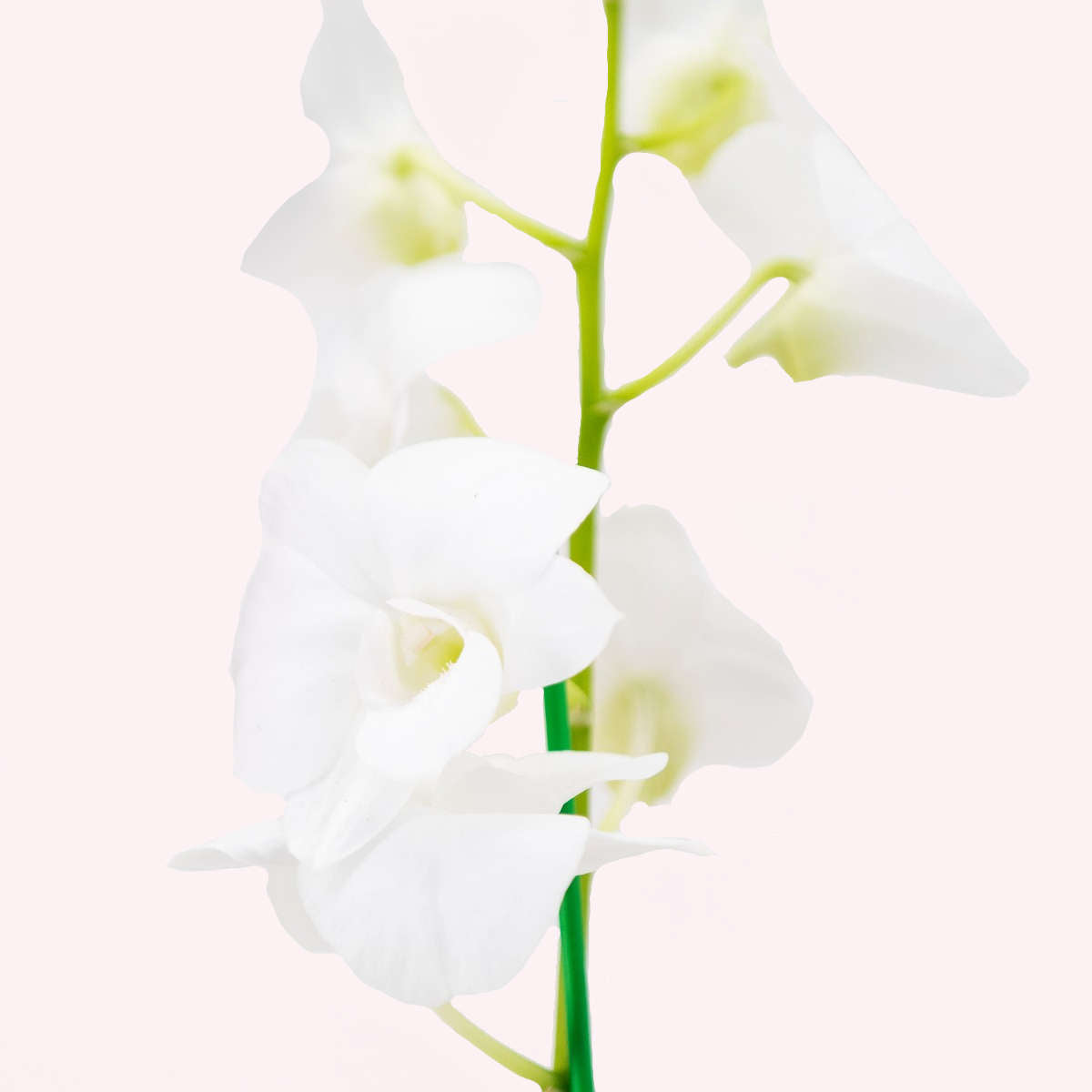 White Dendrobium Orchid leaves.