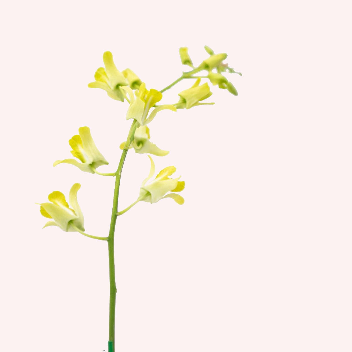 Yellow Dendrobium Orchid leaves.