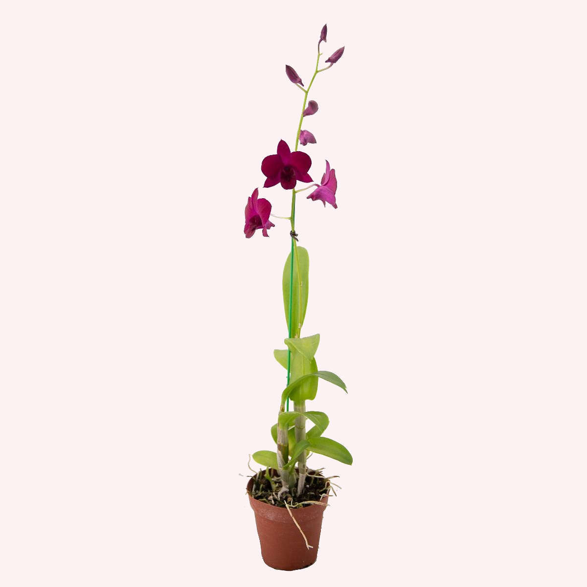 Dendrobium Orchid in a 4" pot.