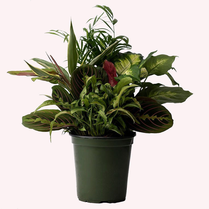 plant pot and dish Buy a Dish Garden Assorted Foliage Live Plant