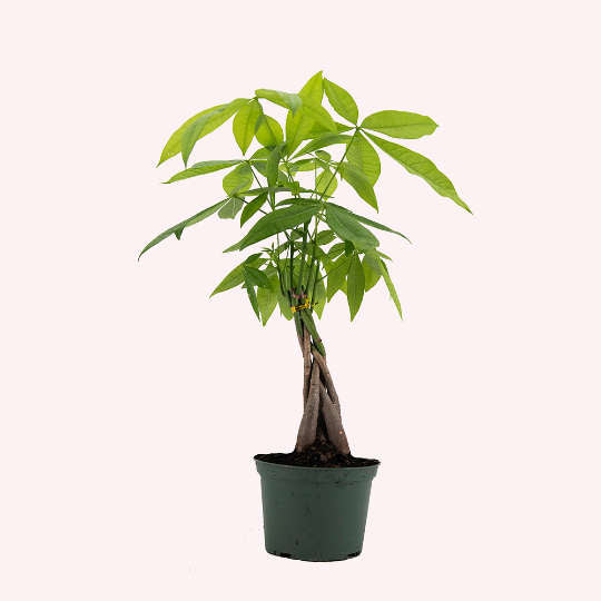 Braided Money Tree, Indoor Air Purifier, Live Houseplant, 6" Stylish Pot Cover Included.