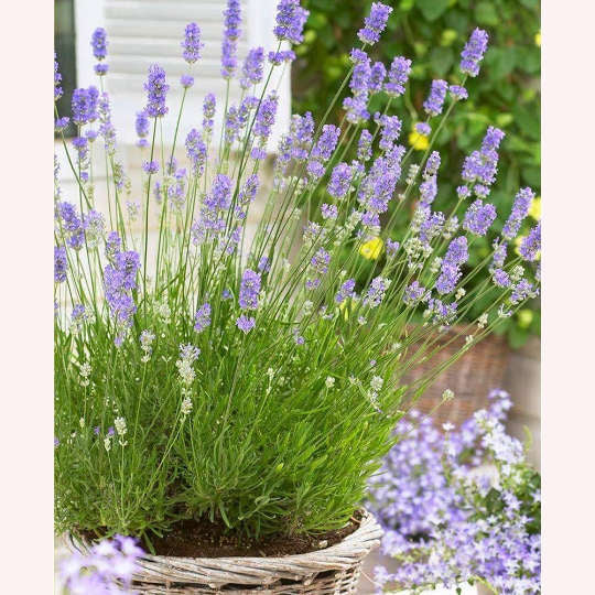 English Lavender, 6" Pot