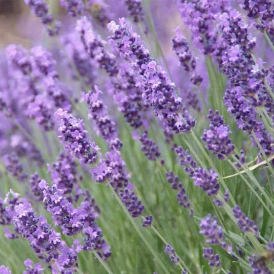 English Lavender, 6" Pot