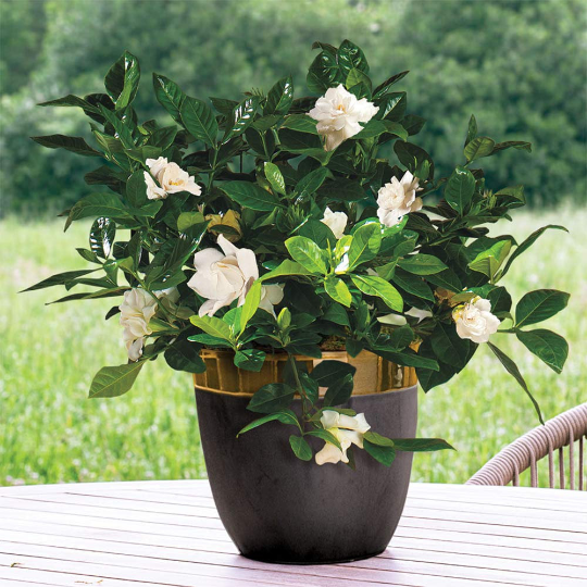 Veitchii Gardenia Bush, 6" Pot