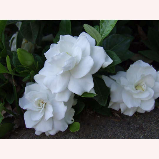 Veitchii Gardenia Bush, 6" Pot