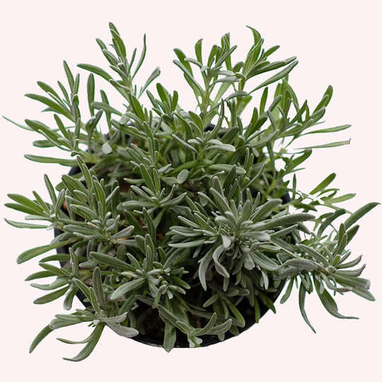English Lavender, 6" Pot