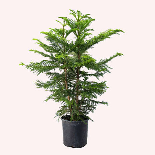 Norfolk Island Pine, 8" Pot