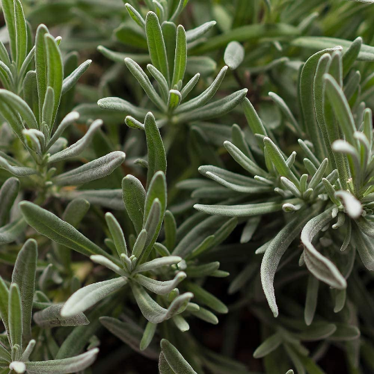 English Lavender, 6" Pot