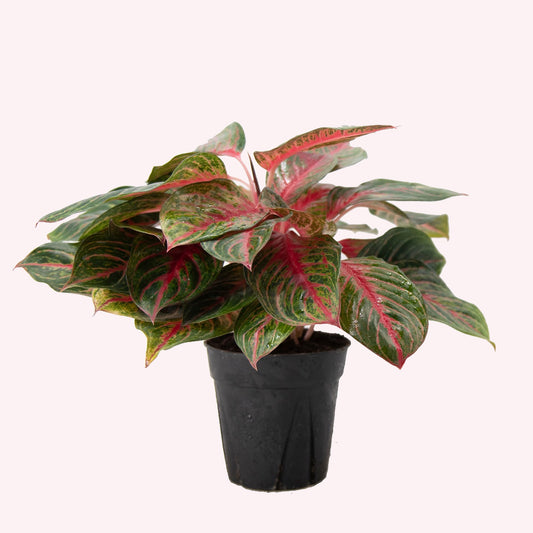 Aglaonema Red Emerald, 6" Pot