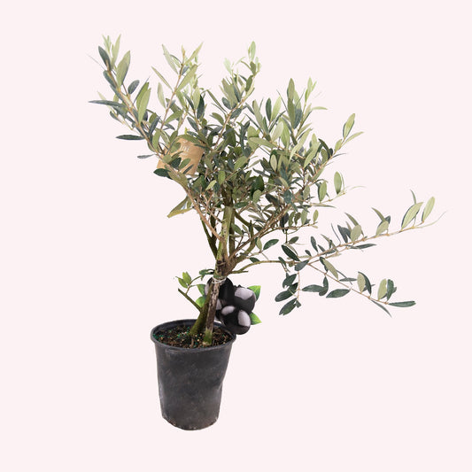 Arbequina Olive Tree, 5" Pot