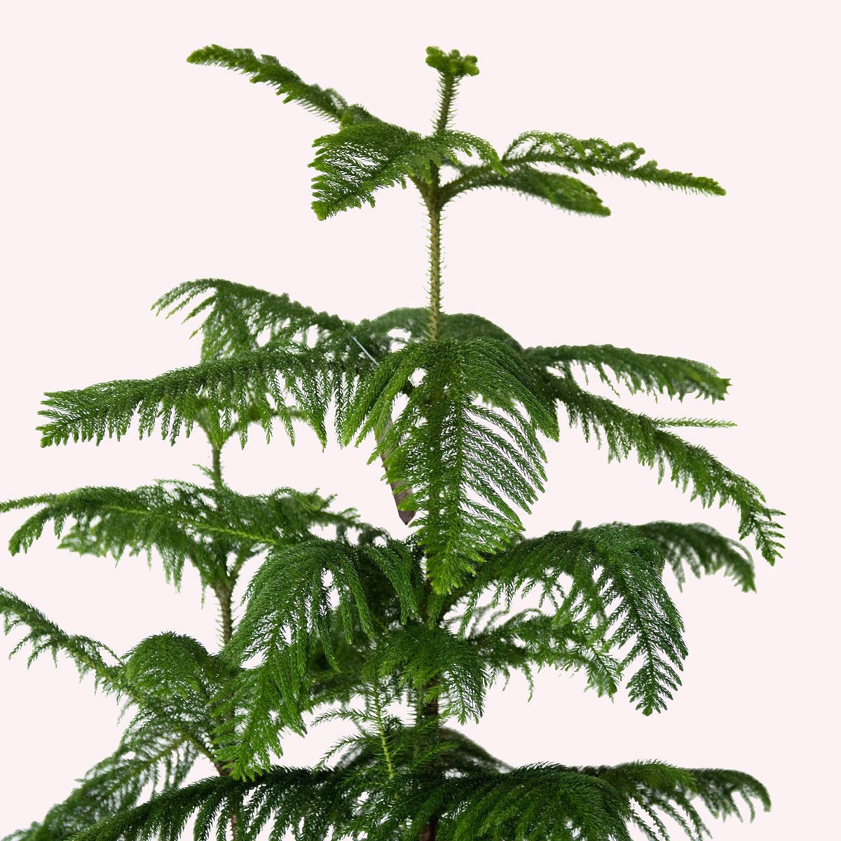 Norfolk Island Pine Christmas Tree, 10" Pot