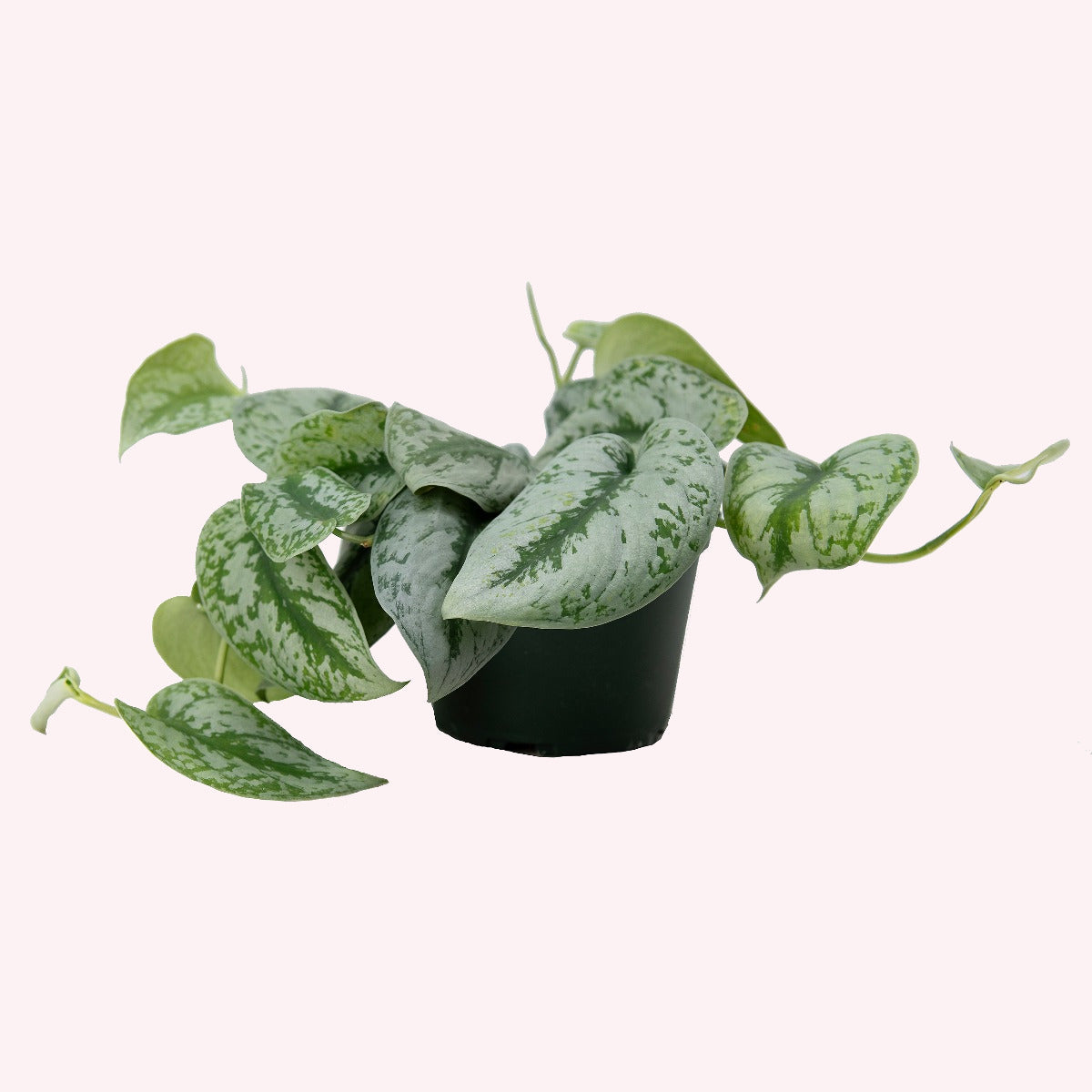 satin pothos silver splash Silver Splash Pothos, 6"Pot
