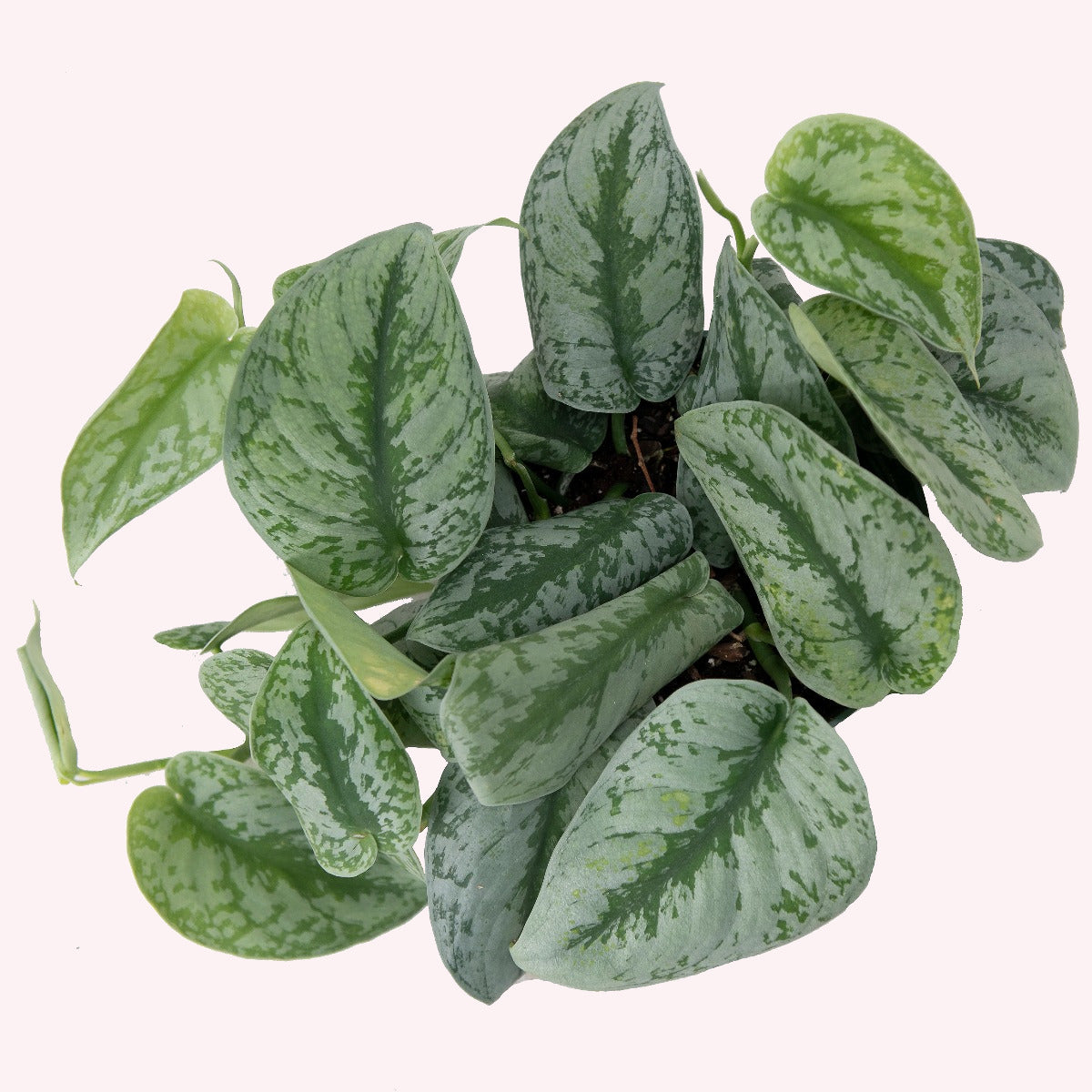 Silver Splash Pothos, 6"Pot