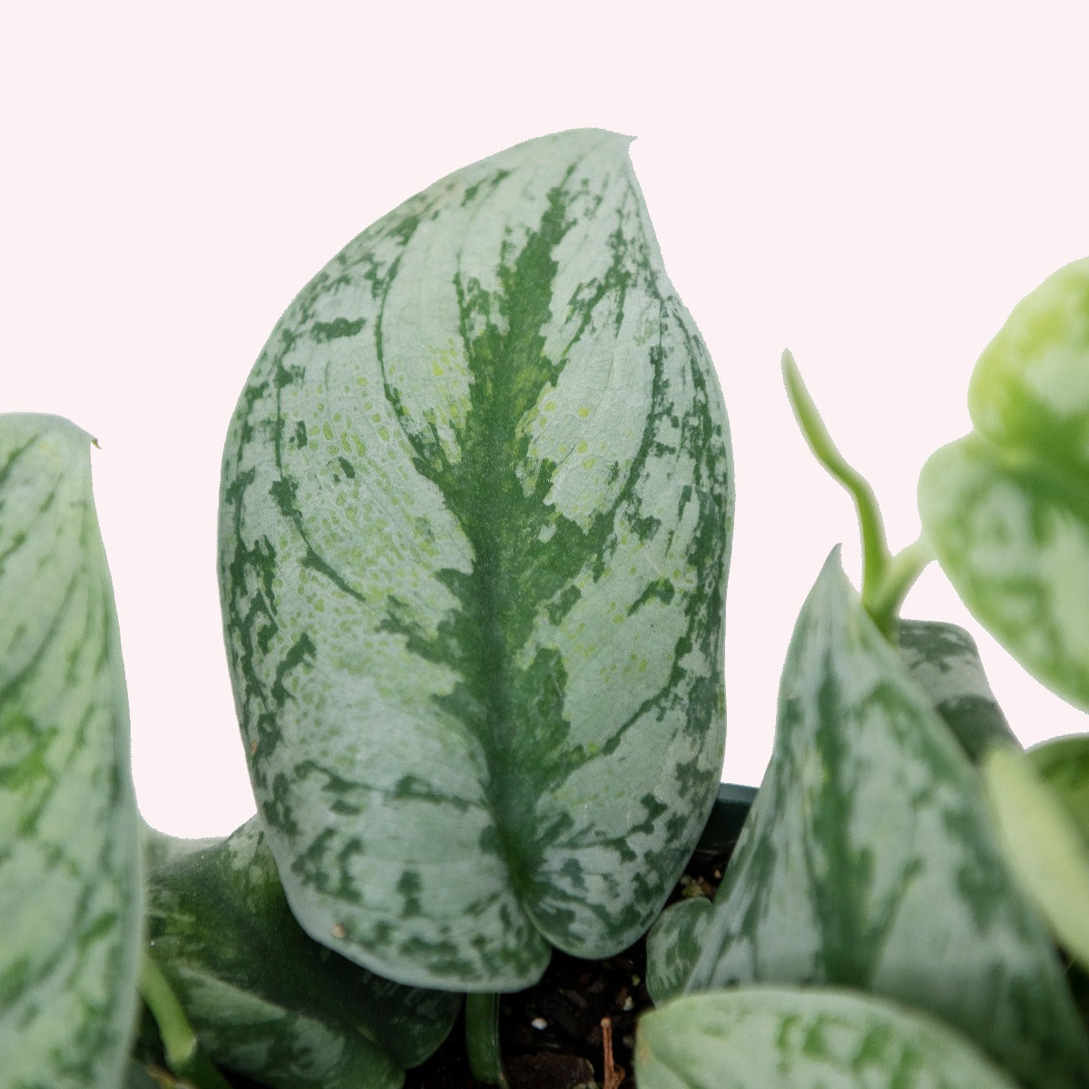 Silver Splash Pothos, 6"Pot