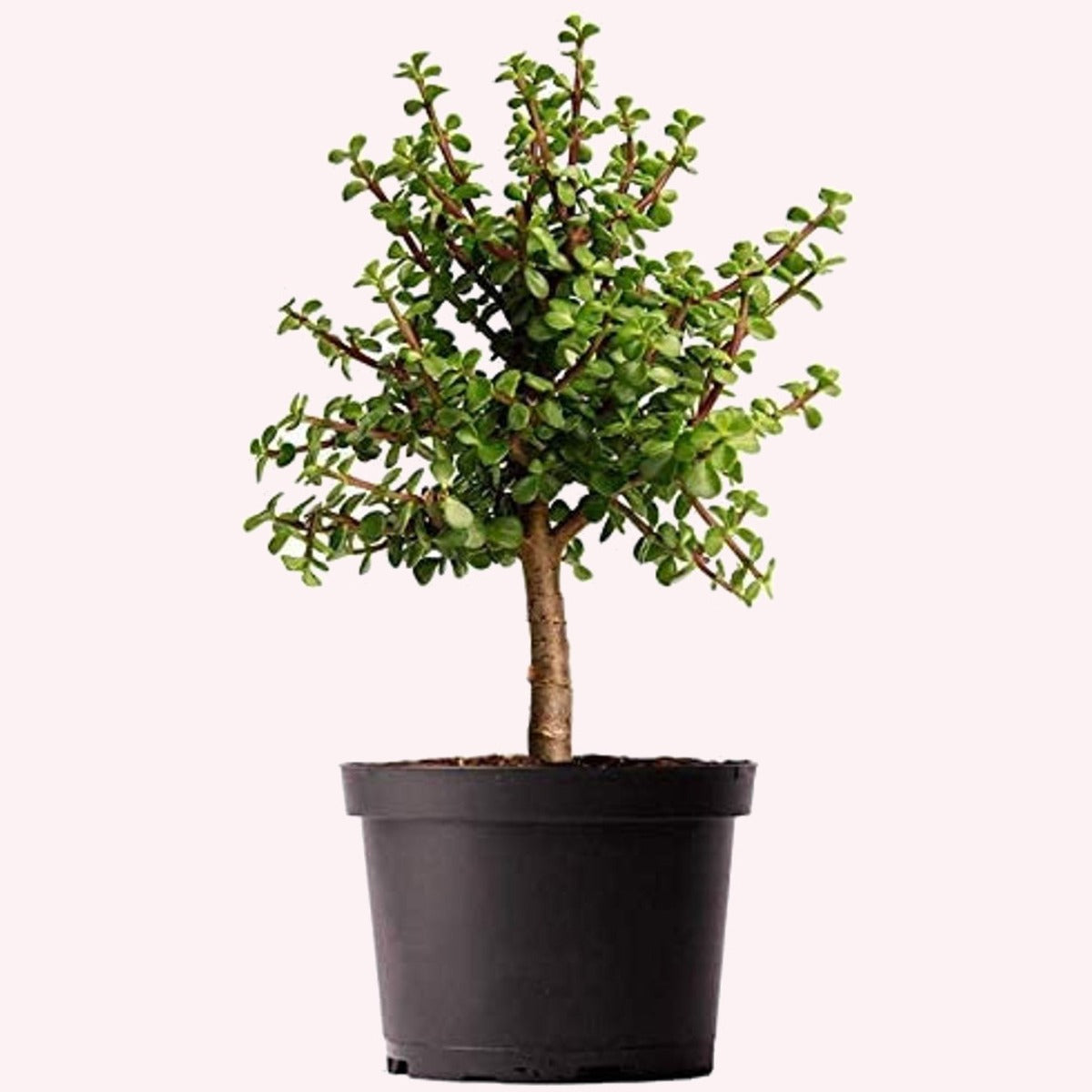 Dwarf Jade Bonsai Tree in a 6" pot.