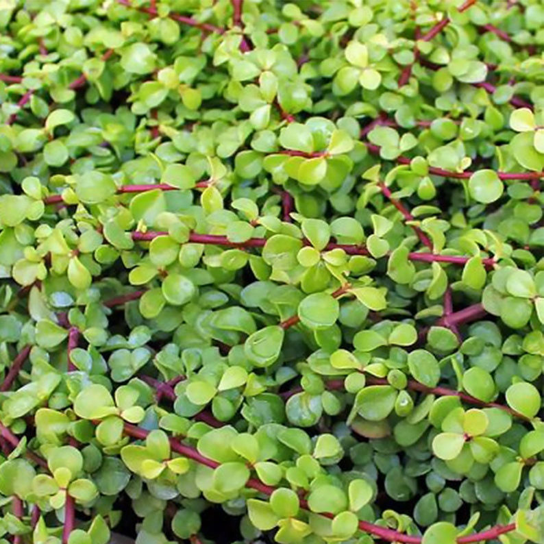 Dwarf Jade Bonsai leaves.