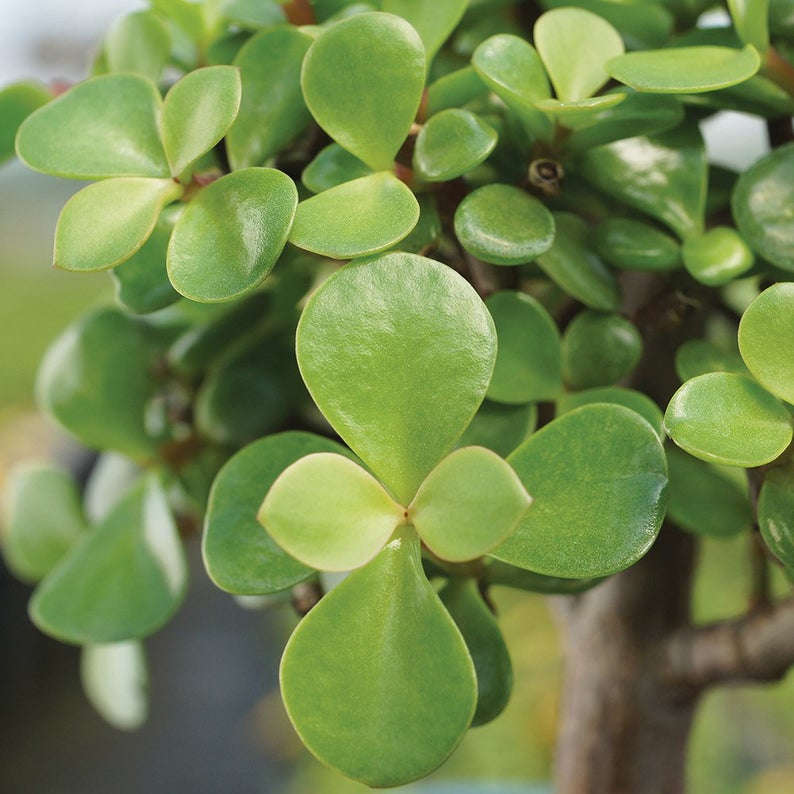 Dwarf Jade Bonsai leaves.