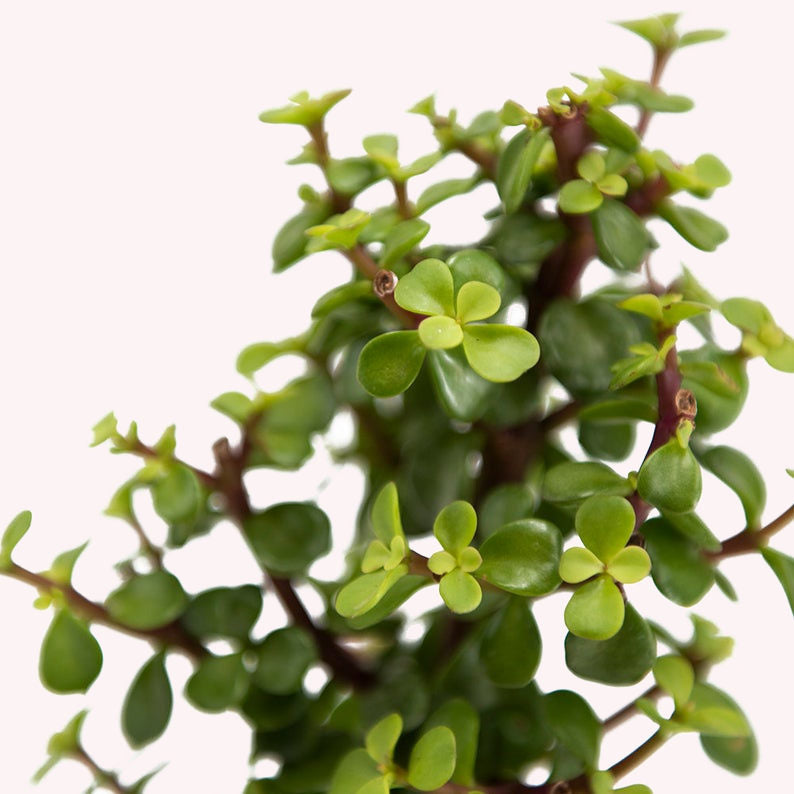 Dwarf Jade Bonsai leaves.