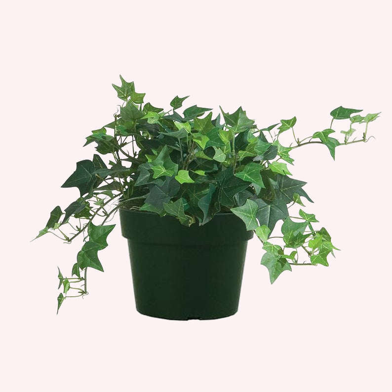 English Ivy Large Leaf in a 6" pot.