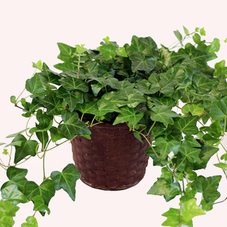 English Ivy Large Leaf in a 6" planter.