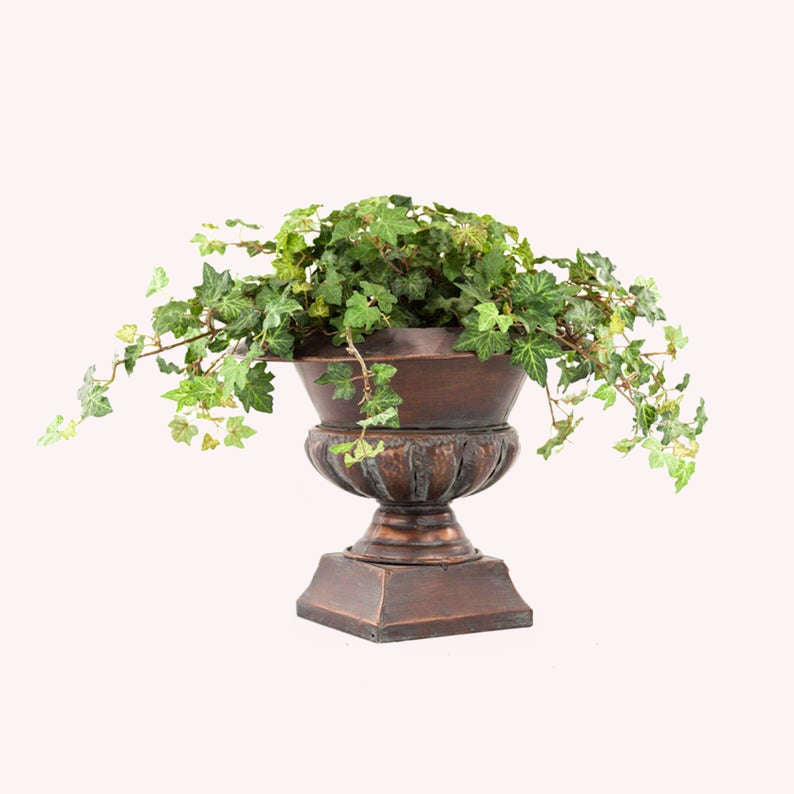 English Ivy Large Leaf in a brown planter.