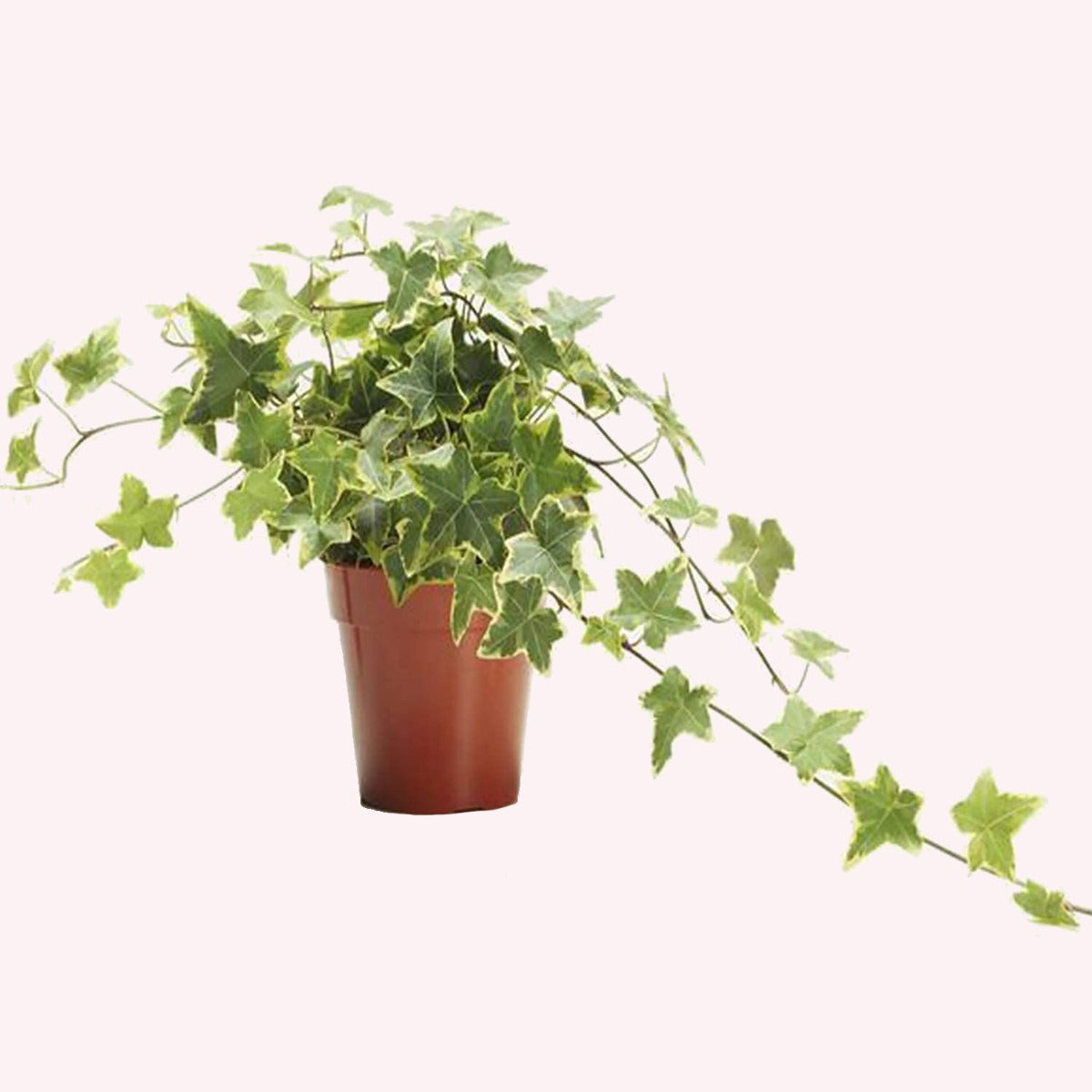 English Ivy Variegated in a 6" pot.