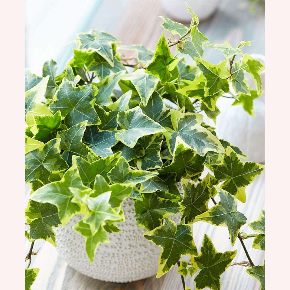 English Ivy Variegated in a 6" pot.