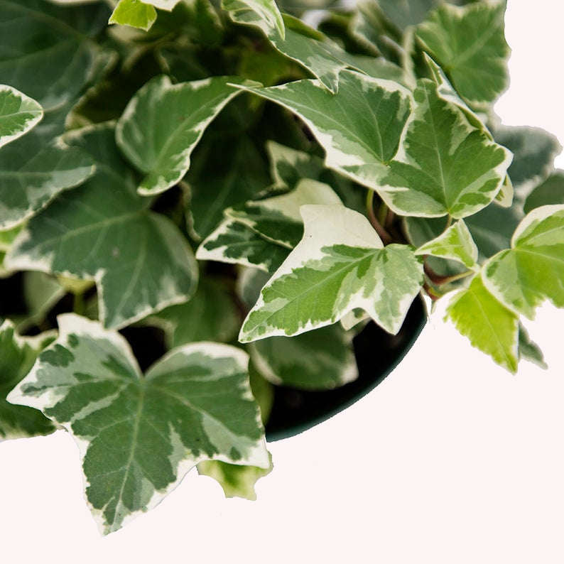 English Ivy variegated leaves.