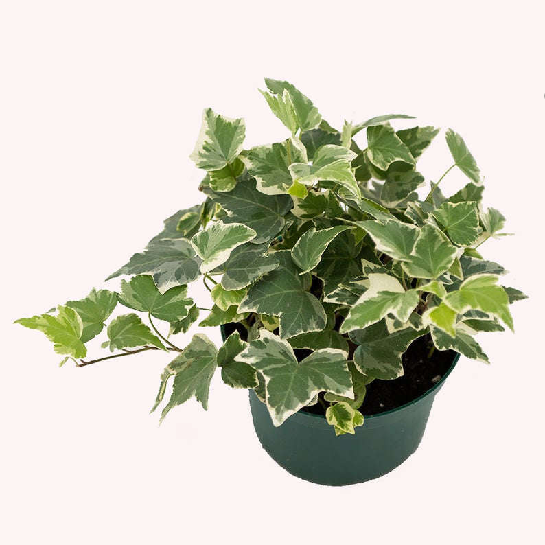 English Ivy Variegated in a 6" pot.