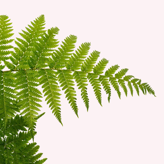 Australian Tree Fern, 6" Pot