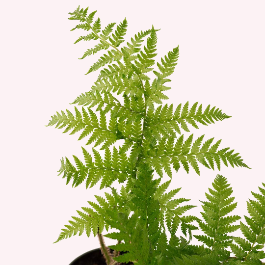 Australian Tree Fern, 6" Pot