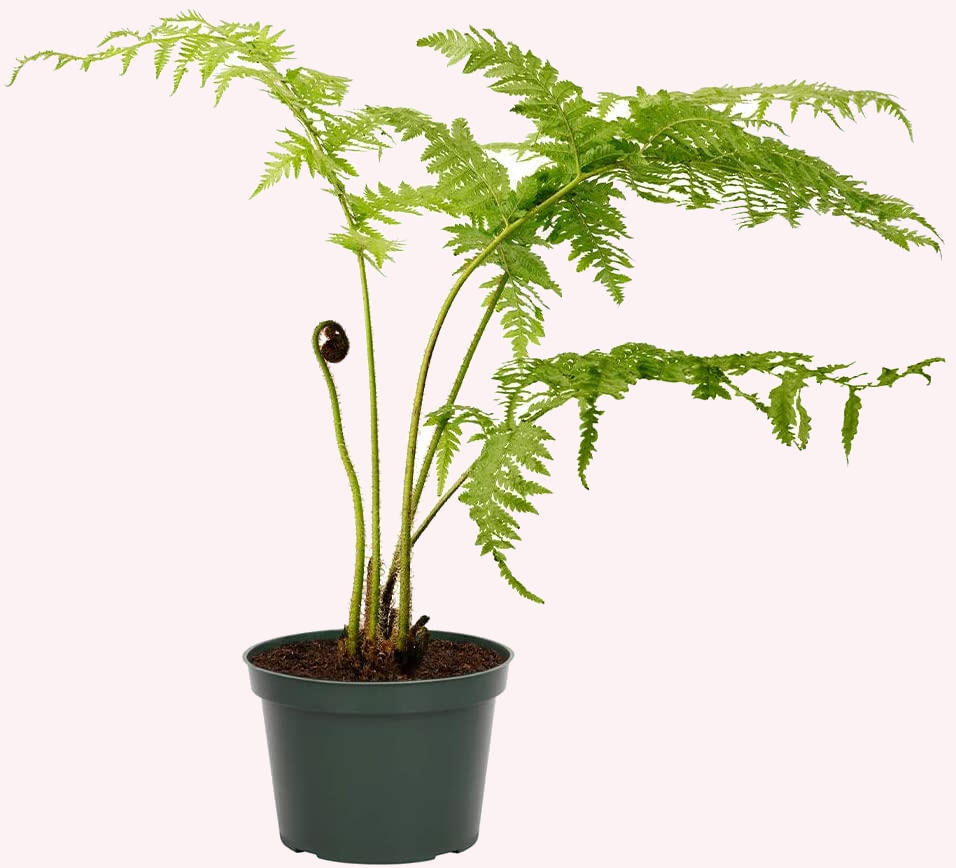 Australian Tree Fern, 6" Pot