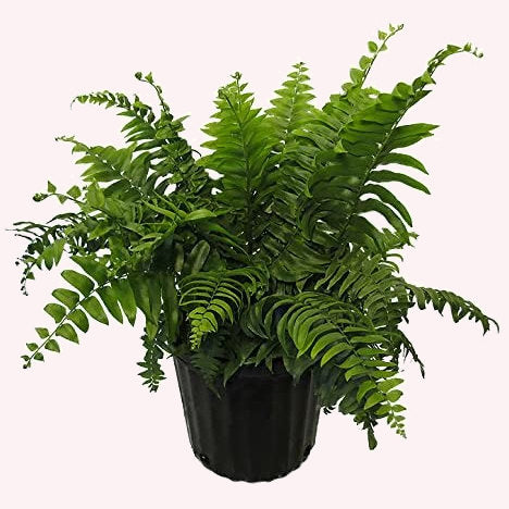 Macho Fern Sword Fern, 10" Pot