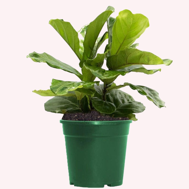 Fiddle Leaf Fig in a 6" pot.