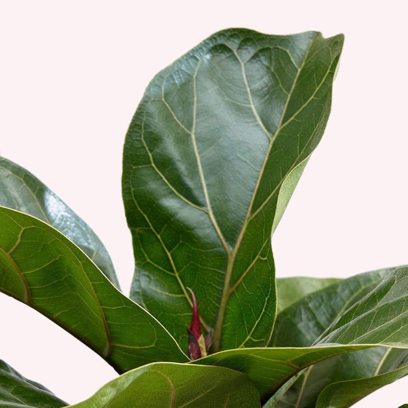 Fiddle Leaf Fig leaves.