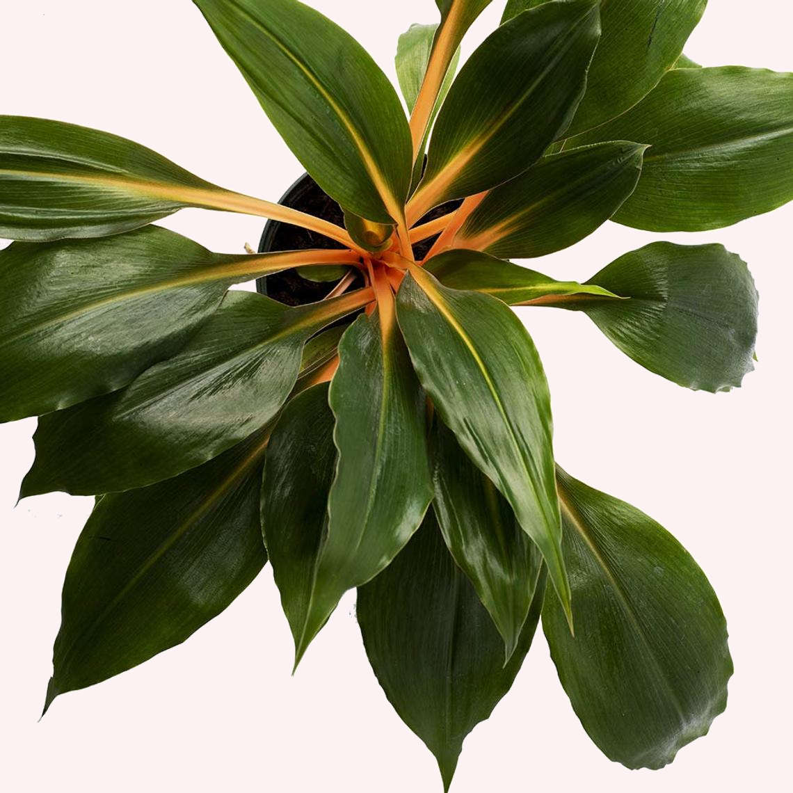 Mandarin 'Fire Flash' Spider Plant, 6" Pot