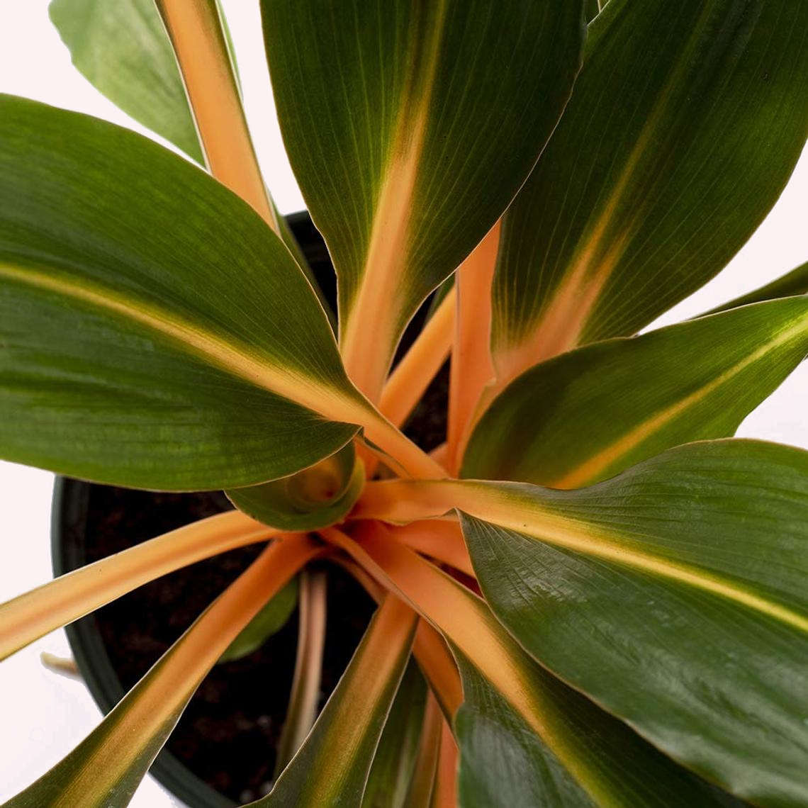 Mandarin 'Fire Flash' Spider Plant, 6" Pot